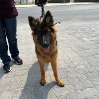 واگذاری سگ ژرمن اصیل|سگ|کیش, |دیوار