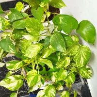 گلهای زیبا|گل و گیاه طبیعی|کرمانشاه, |دیوار