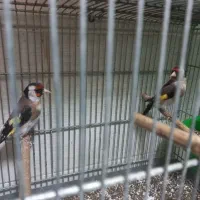 سهره ماده متولد قفس