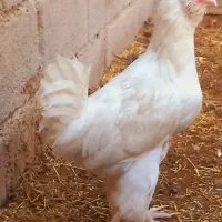 فروش خروس محلی درجه یک خوش رنگ واکسن خورده سر حال