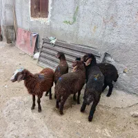 5عدد قوری نر و ماده برای نگه داشتن وزن 20کیلو