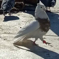 کبوتر طوقی|پرنده|مریوان, |دیوار