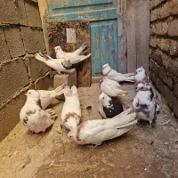 کبوترنقابی|پرنده|روانسر, |دیوار