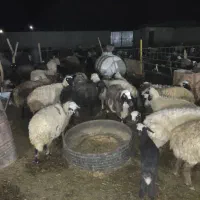 میش زاییده|حیوانات مزرعه|جلگه ماژان, |دیوار