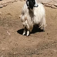 نربز|حیوانات مزرعه|مشهد, كنويست|دیوار