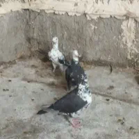 کبوتر پلاکی بزک