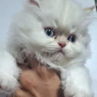 گربه نژاد پرشین