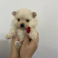 سگ پامرانین