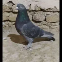 یک عدد کبوتر سبز لوطی گم شده