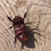 سوسک کرگدنی|پرنده|اسفیچ, |دیوار