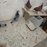 پرنده|پرنده|سراوان, |دیوار