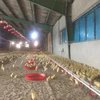 فروش مرغداری مجهزباتمام امکانات|فروش دفتر صنعتی، کشاورزی، تجاری|خرم‌آباد, |دیوار