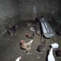 خروس ومرغ محلی تخمگزار