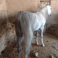 مادیون