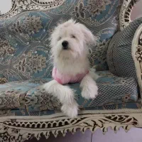 شیتزو|سگ|رشت, گلسار|دیوار