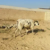 گاو وتلیسه|حیوانات مزرعه|اصفهان, دستگرده|دیوار