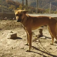 سگ مالانیوز