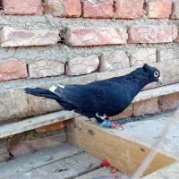 مینا سیاه کاکل نر