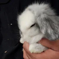 خرگوش لوپ موسوی مجموعه مجاز|موش و خرگوش|گتاب, |دیوار