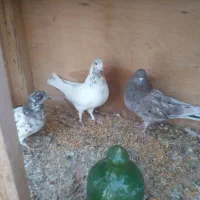 ۳ عدد کبوتر پرشی غریب|پرنده|سقز, |دیوار