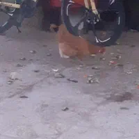 مرغ تخم گذار فروشی
