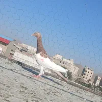 پرنده