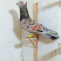 کبوتر در پرنده