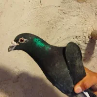 قفس کبوتر زاغ