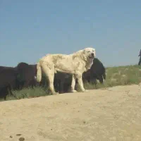 گمشده