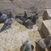 کبوتر ،جوجه مسافت بلند ۲۰۲۶|پرنده|شیروان (خراسان), |دیوار