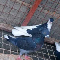 تعداد کبوتر روهمی ...قیمت مناسب|پرنده|بافق, |دیوار