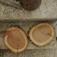 چوب بری و پالت سازی