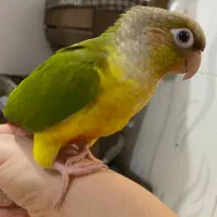 گیرنچیک زیبا اهلی|پرنده|تبریز, |دیوار