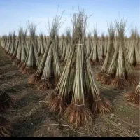 کار در منزل برای بانوان فروشنده نهالستان