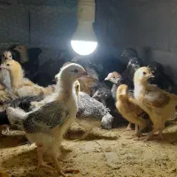 جوجه محلی و جوجه بوقلمون ۱۷ روزه واکسن خورده