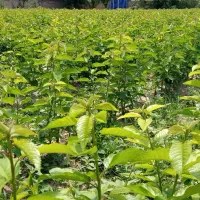 نهال گیلاس تک دانه و آلبالو اسرائیلی|خدمات باغبانی و درختکاری|انزل, |دیوار