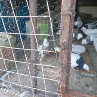 کبوتر|پرنده|نرماشیر, |دیوار