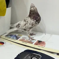 سرور دمب سفید نر