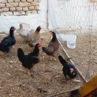 مرغ تخمگذار|حیوانات مزرعه|خمینی‌شهر, |دیوار