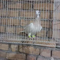 کفتر|پرنده|قوچان, |دیوار