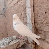 طوقی|پرنده|مهربان, |دیوار