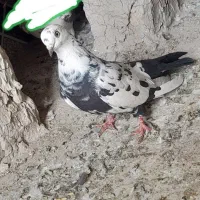 کبوتر|پرنده|نیمروز, |دیوار