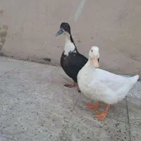 2عدد اردک دونه ای 500 هزار تومان سالم