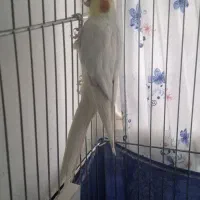 عروس هلندی نر سخنگو لوتینیو