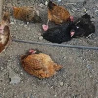 مرغ  تخم  گزار|حیوانات مزرعه|خمینی‌شهر, |دیوار