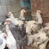 مرغ امپراطور