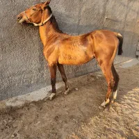 اسب|اسب و تجهیزات اسب‌سواری|قم, بوستان جوان|دیوار