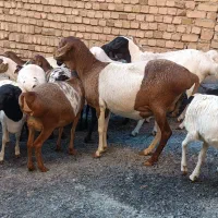 میش وبره|حیوانات مزرعه|بروجرد, |دیوار