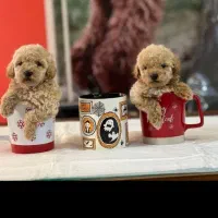 تاینی پودل رد لایت اورجینال