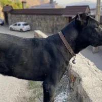 نگهبانی نژاد دار